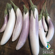 Eggplant Seeds - Bride F1