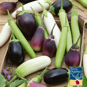 Organic Cook's Choice Eggplant Seeds
