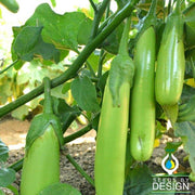 Eggplant Seeds - Fingers - Green