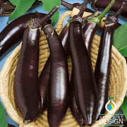 Eggplant Seeds - Talong Purple No.1