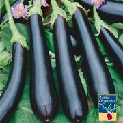 Eggplant Long Purple Organic Seed