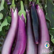 Eggplant Seeds - Purple Comet F1