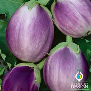 Eggplant Italian Rosa Bianca Seed