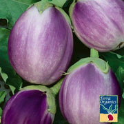 Organic Rosa Bianca Eggplant Seeds - Non-GMO