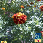 Organic Sparky Marigold Seeds