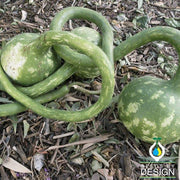 Gourd Seeds - Extra Long