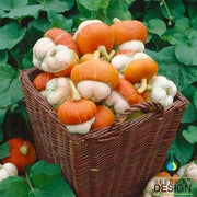 Gourd Seeds - Turks Turban Mini