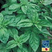 Organic Basil, Genovese Herb Garden Seeds