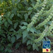 Basil Seeds - Lemon - Organic