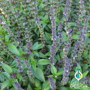 Basil - Licorice Herb Seed