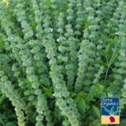 Basil Seeds - Lime - Organic