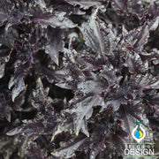 Basil - Purple Ruffles Herb Seed