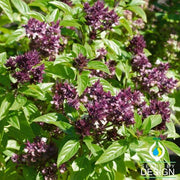 Basil - Siam Queen Herb Seed