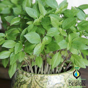 Basil - Thai Herb Seeds