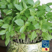 Basil Seeds - Thai (Organic)