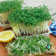 Cress - Upland microgreen and Herb Seed