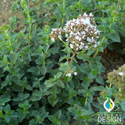 Oregano - Common Italian Herb Seed