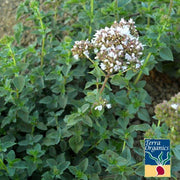 Oregano Seeds - Common Italian (Organic)