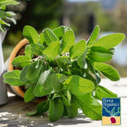 Sage - Organic Herb Seed