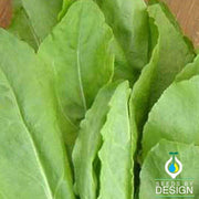 Sorrel - Large Leaf Microgreen and Herb Seeds