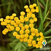 Tansy Herb Flower Seeds