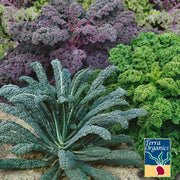 Kale Seeds - Garden Blend - Organic