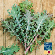 Organic Red Russian Kale Seeds