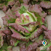 Lettuce Seeds - Batavian - Chrystal