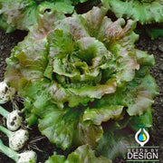 Lettuce Seeds - Batavian - Sierra