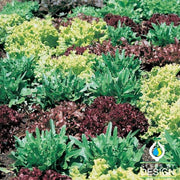 Lettuce Seeds - Mixed Greens - Gourmet Mixture