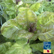 Organic Merveille Des Quatre Saisons Lettuce Seeds