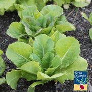 Lettuce Seeds - Summer Bibb - Organic