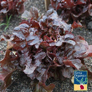 Organic ashley lettuce