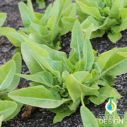 Lettuce Seeds - Leaf - Deer Tongue - Amish