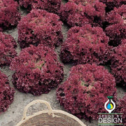 Lollo Rosso Lettuce Leaf Seed