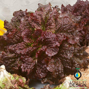 Lettuce Seeds - Leaf - Merlot
