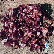 Lettuce Seeds - Leaf - Oakleaf - Red
