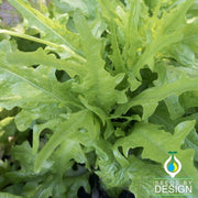 Lettuce Seeds - Leaf - Royal Oakleaf