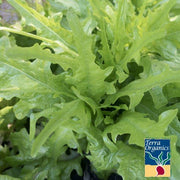 Lettuce Seeds, Leaf - Oakleaf - Royal - Organic