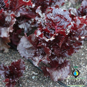 Lettuce Seeds - Leaf - Oscarde