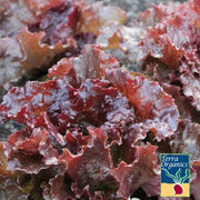 Lettuce Seeds, Leaf - Red Sails - Organic