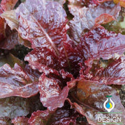 Lettuce Leaf Ruby Red Seed