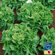 Lettuce Seeds, Leaf - Sandy AAS - Organic