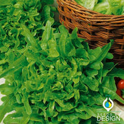 Lettuce Seeds - Leaf - Susan