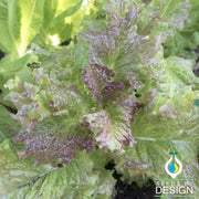 Lettuce Seeds - Leaf - Valerie