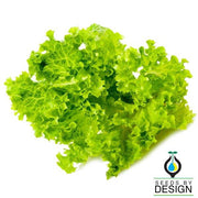 lollo bionda leaf lettuce