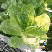 Lettuce Seeds - Romaine - Little Caesar