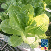 Lettuce Seeds, Romaine - Little Caesar - Organic