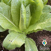 Lettuce Romaine - Parris Island Cos Garden and Microgreen Seed