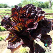 Red Romaine Lettuce Seeds - Non-GMO
